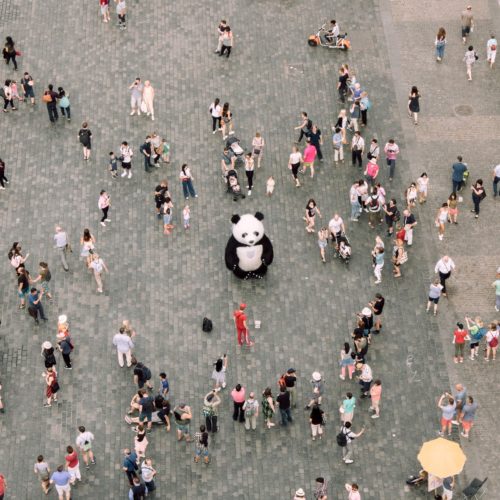 CGS Panda and People